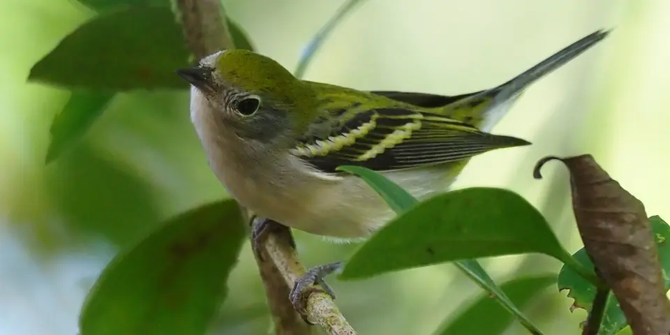 220CostaRicaNov2021TortugueroNP-chestnut-sidedwarblerfemaleGelbscheitel-Waldsänger.JPG
