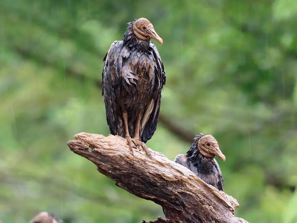 227CostaRicaNov2021BocaTapadaLagunadelLargatoLodge-BlackvultureRabengeier.JPG