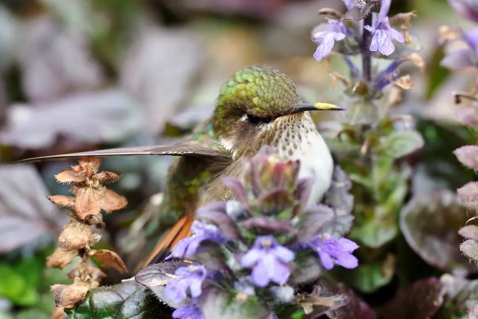 228QuetzalesNPSavegreHotel-scintillanthummingbird.JPG
