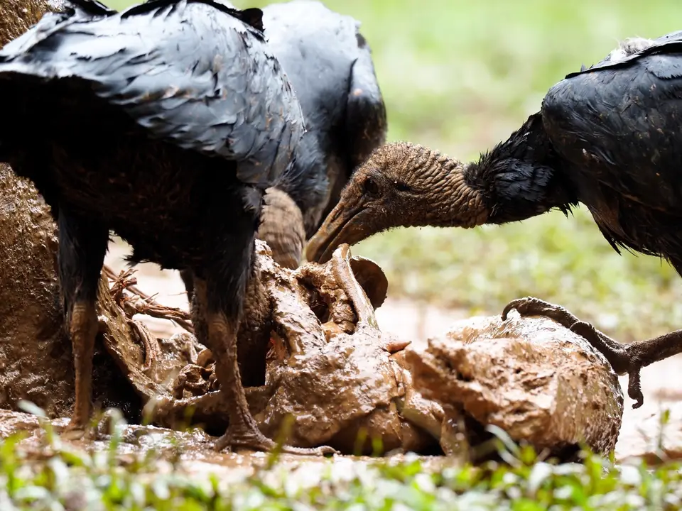 231CostaRicaNov2021BocaTapadaLagunadelLargatoLodge-BlackvultureRabengeier.JPG