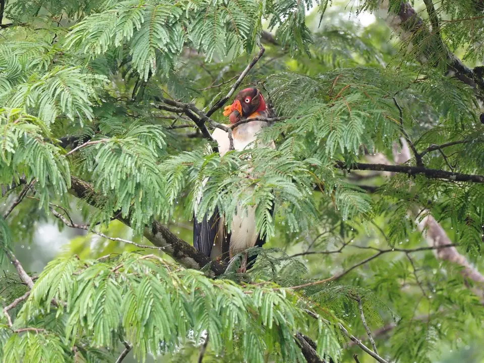 232CostaRicaNov2021BocaTapadaLagunadelLargatoLodge-kingvulture.JPG