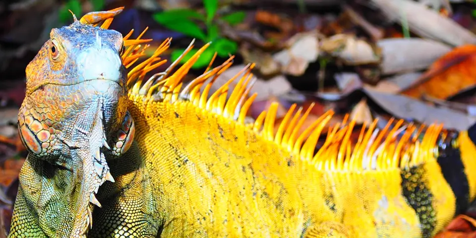 232CostaRicaNov2021TortugueroNPPachiraLodgeLeguan.JPG