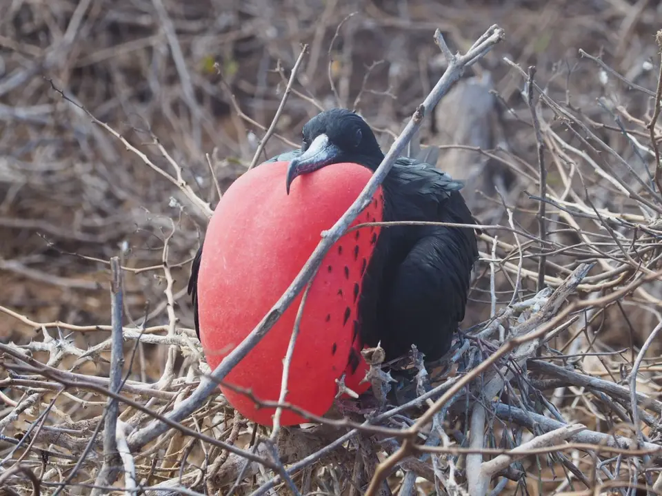 234EquadorNov2023-GalapagosSantaCruz-Fregattvogel.JPG