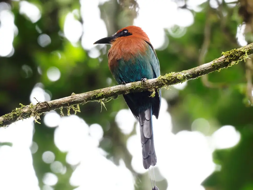 238EcuadorNov2023-Maquipucuna-broad-billedMotmot.JPG