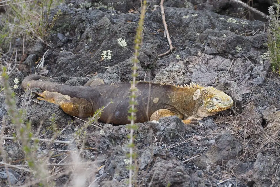 240EquadorNov2023-GalapagosIsabela-WanderungLavafeldLandechse.JPG