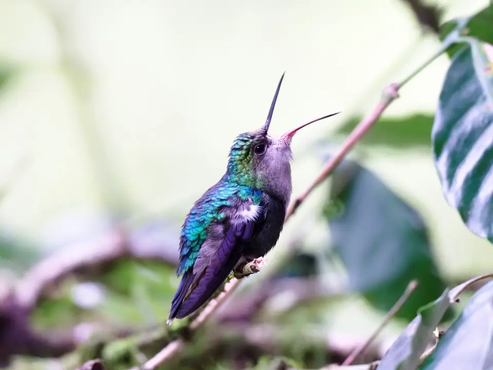 246EcuadorNov2023-Maquipucuna-Kolibri.JPG