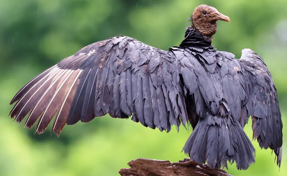 247CostaRicaNov2021BocaTapadaLagunadelLargatoLodge-BlackvultureRabengeier.JPG