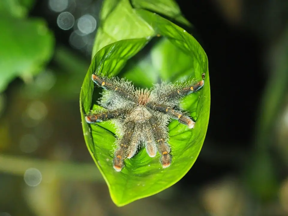 251EcuadorNov2023-YasuniNP-TarantulaWrap.JPG