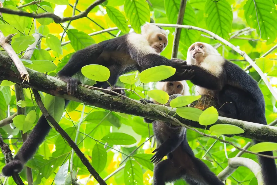 252CostaRicaDez2021CorcovadoNPLagunaVistaVillas-white-facedcapuchinKapuzieneraffe.JPG