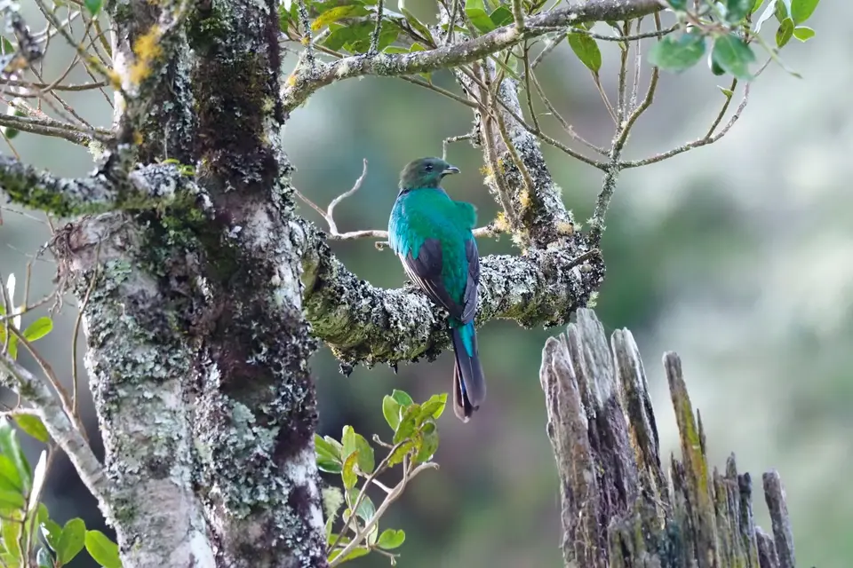 254QuetzalesNPSavegreHotel-ResplendentQuetzal.JPG