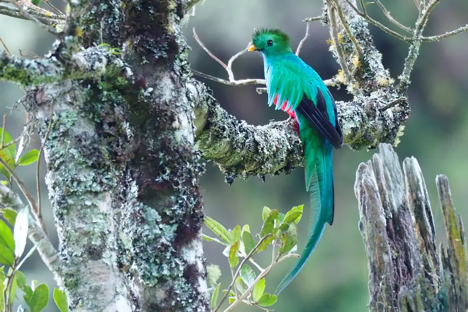 256QuetzalesNPSavegreHotel-ResplendentQuetzal.JPG