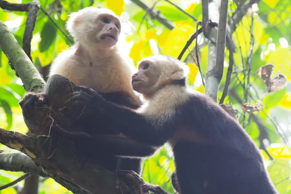 257CostaRicaDez2021CorcovadoNPLagunaVistaVillas-white-facedcapuchinKapuzieneraffe.JPG
