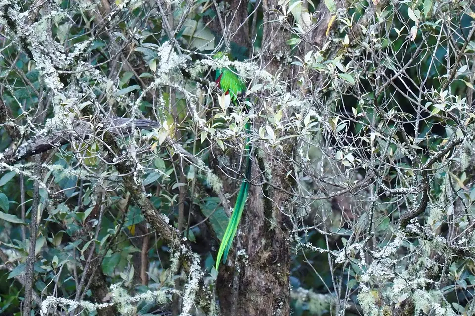 259QuetzalesNPSavegreHotel-ResplendentQuetzal.JPG