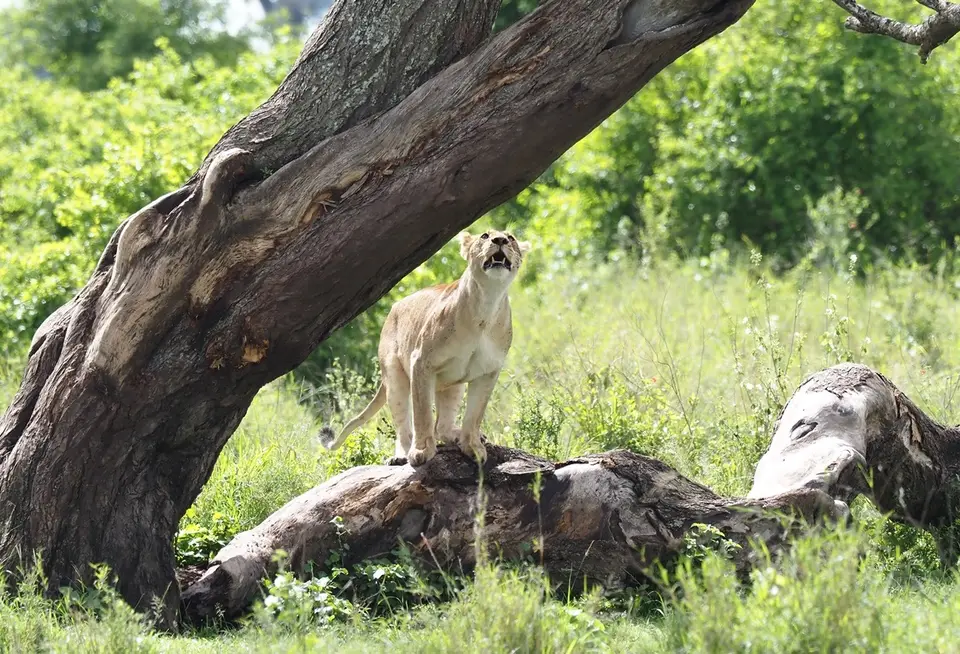 265TansaniaNov2020Serengeti-Löwe.JPG