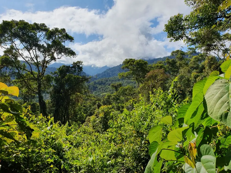 266EcuadorNov2023-Maquipucuna-Nebelwald.jpg