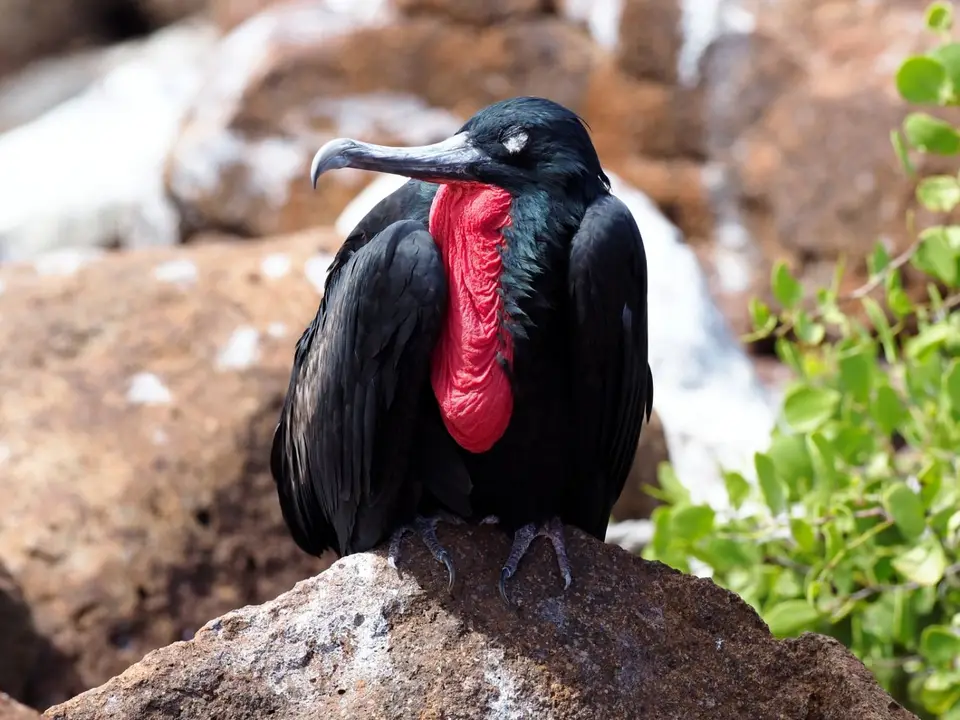 266EquadorNov2023-GalapagosSantaCruz-Fregattvogel.JPG