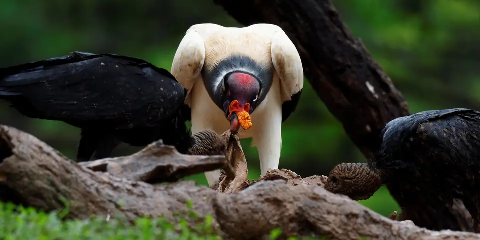 267CostaRicaNov2021BocaTapadaLagunadelLargatoLodge-KingVulture.JPG