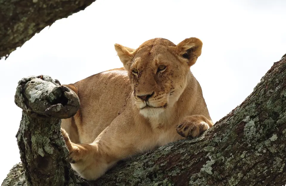 269TansaniaNov2020Serengeti-Löwe.JPG