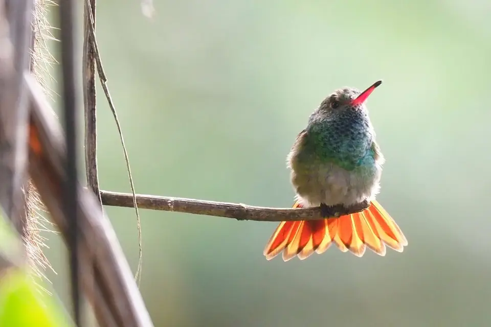 271EcuadorNov2023-Maquipucuna-rufous-tailedhummingbird.JPG