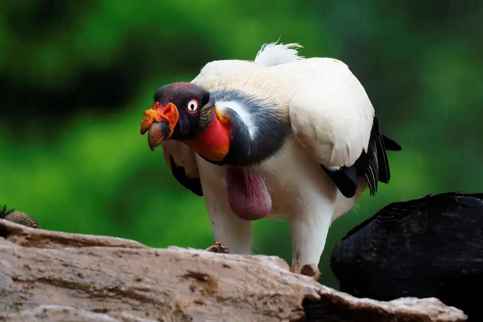 277CostaRicaNov2021BocaTapadaLagunadelLargatoLodge-KingVulture.JPG