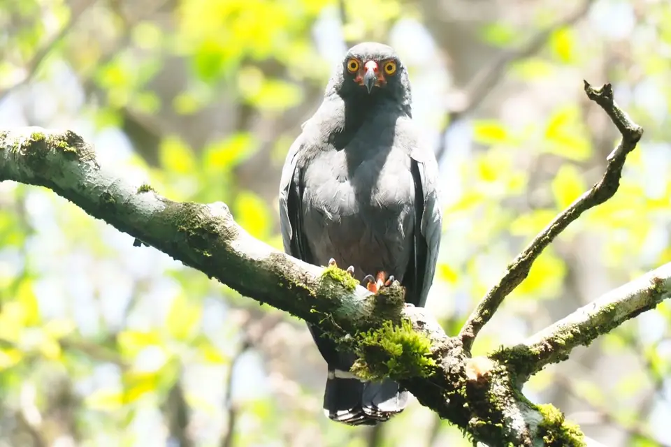 278EcuadorNov2023-YasuniNP-YasuniNP-Slate-coloredhawk.JPG