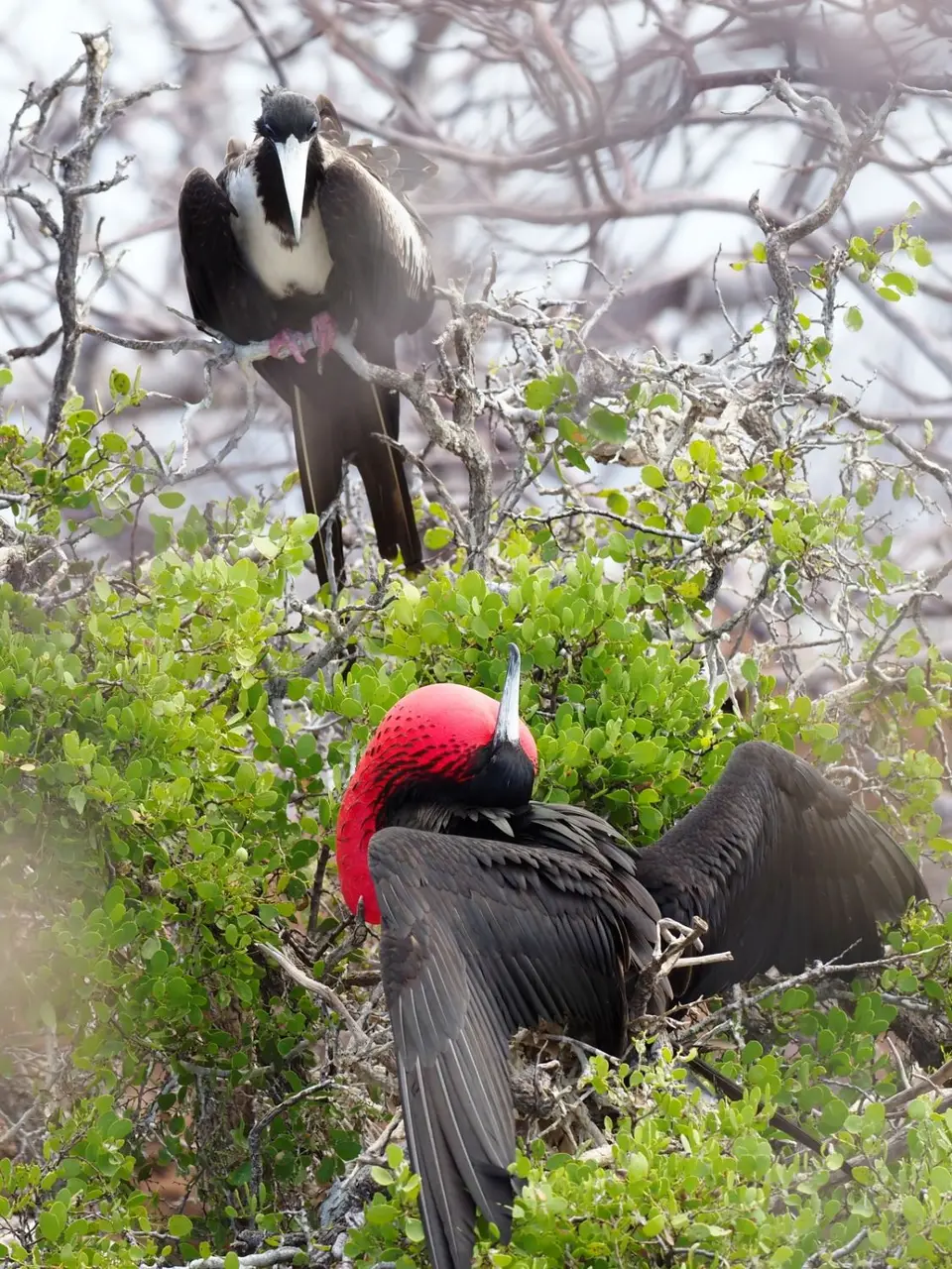284EquadorNov2023-GalapagosSantaCruz-Fregattvogel.JPG