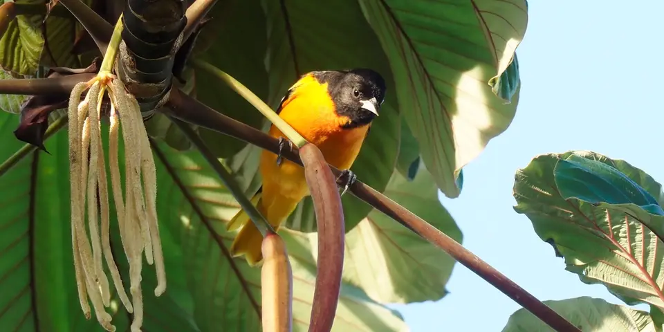 287CostaRicaNov2021TortugueroNP-BaltimoreOrioleBaltimoretrupial.JPG