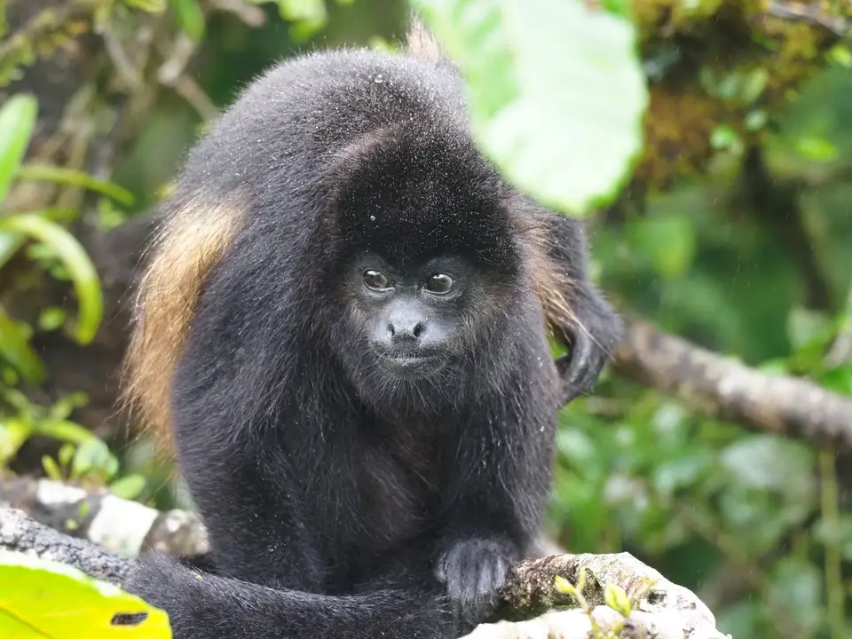 29CostaRicaDez2021Monteverde-CanopywalkimSelvaturaParkHowlerMonkeyBrüllaffe.JPG