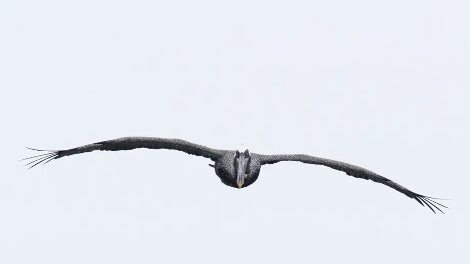 300EquadorNov2023-GalapagosIsabela-BrownPelican.JPG