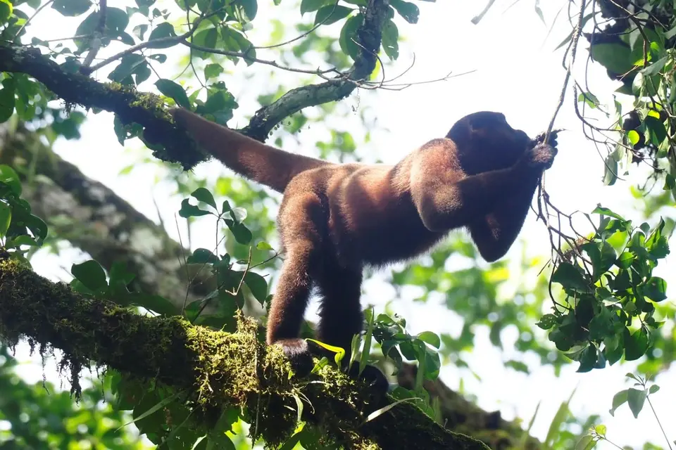301EcuadorNov2023-YasuniNP-YasuniNP-whoollymonkey.JPG