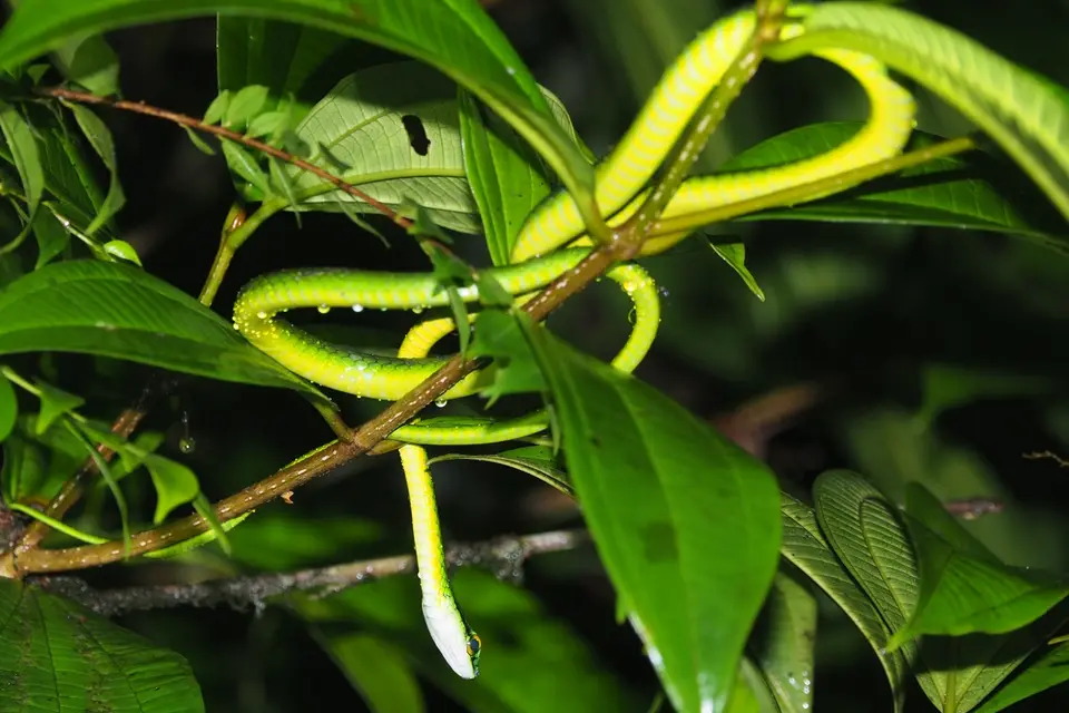 302CostaRicaNov2021BocaTapadaLagunadelLargatoLodge-NightWalkGreenparrotsnake.JPG