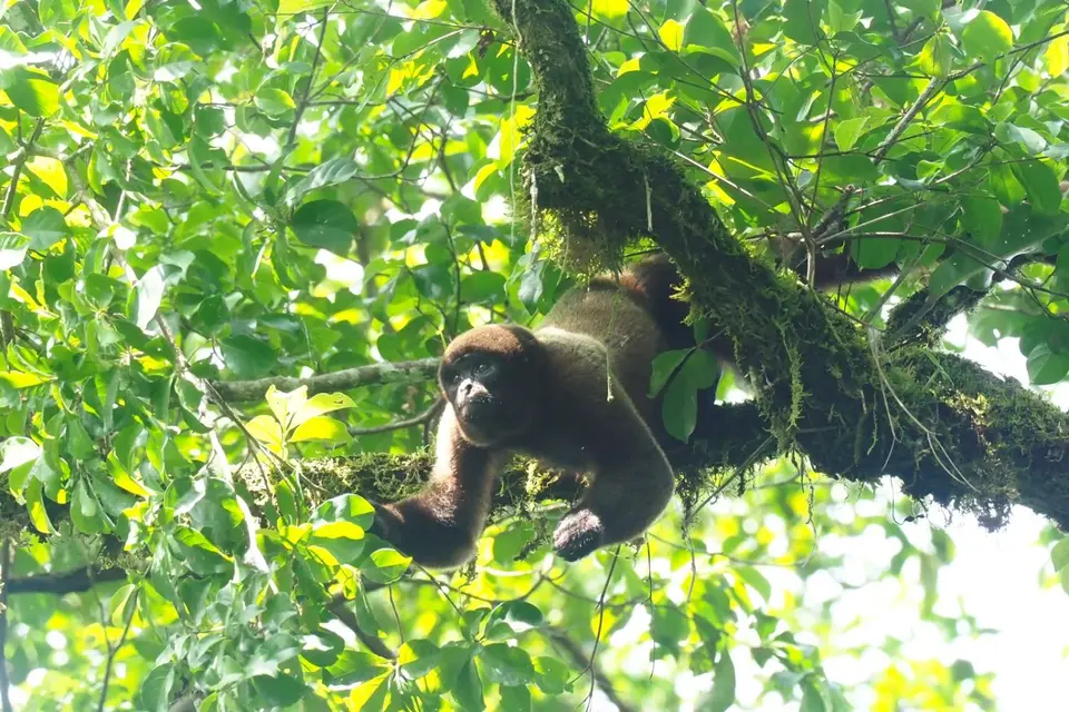 305EcuadorNov2023-YasuniNP-YasuniNP-whoollymonkey.JPG