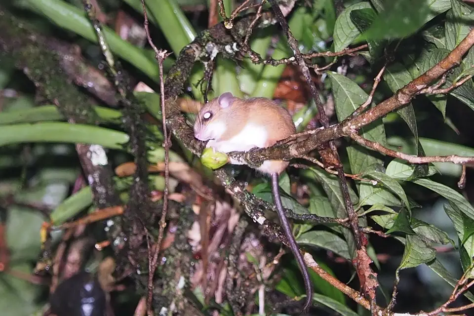307CostaRicaNov2021BocaTapadaLagunadelLargatoLodge-NightWalkMaus.JPG