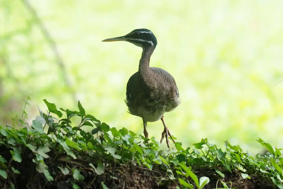 319EcuadorNov2023-YasuniNP-YasuniNP-Sunbittern.JPG