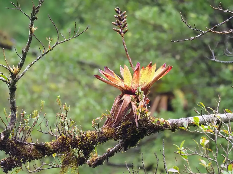 31CostaRicaDez2021Monteverde.JPG