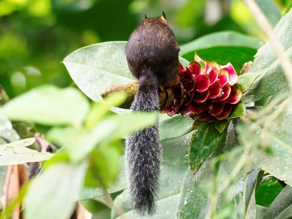 329CostaRicaNov2021amRastplatzaufdemWegzurückvomTortugueroNP-Squirrel.JPG
