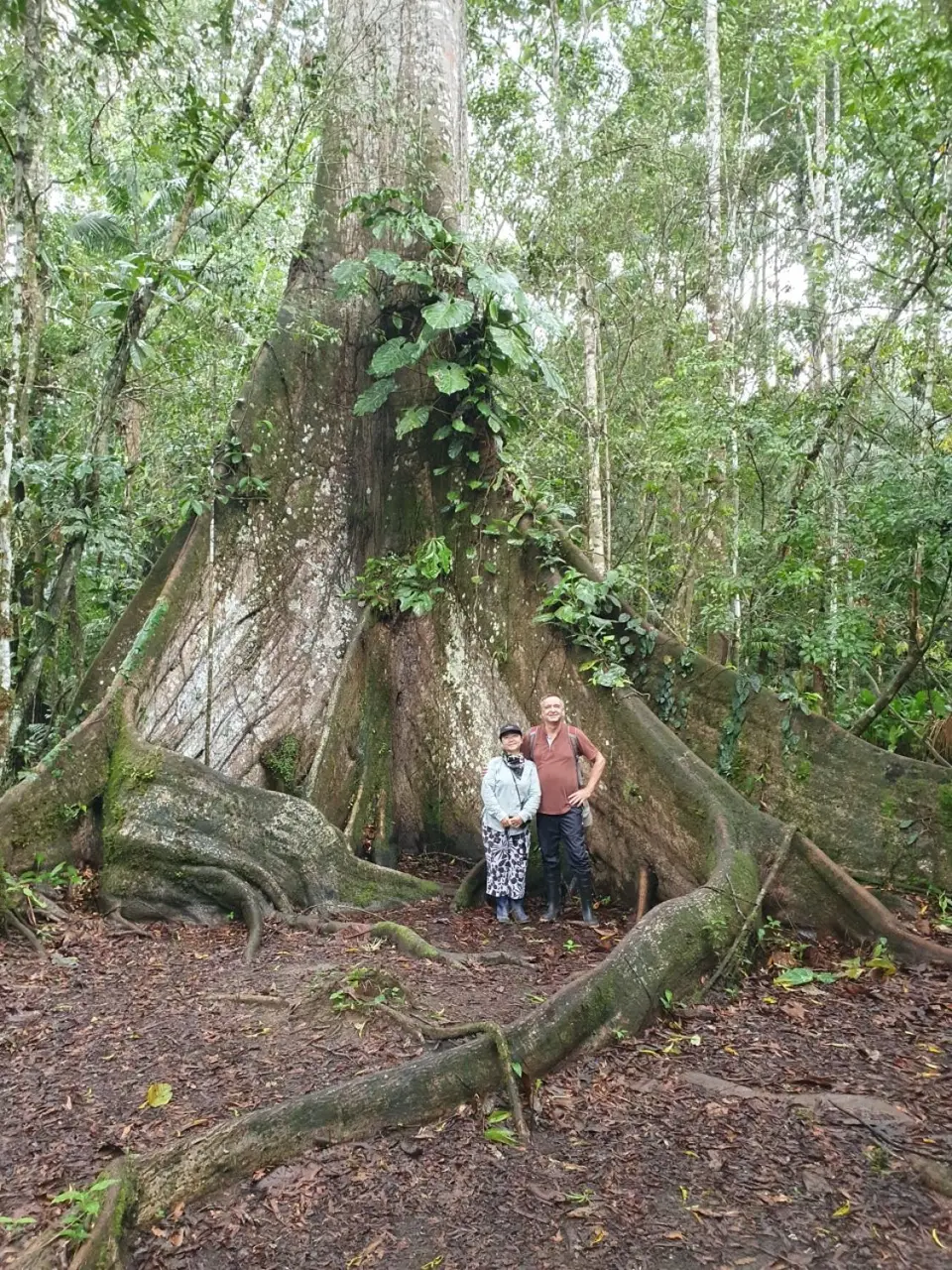 329EcuadorNov2023-YasuniNP-YasuniNP-Baum.jpg