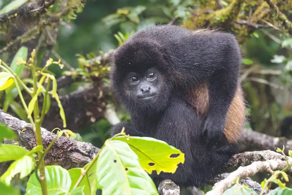32CostaRicaDez2021Monteverde-CanopywalkimSelvaturaParkHowlerMonkeyBrüllaffe.JPG