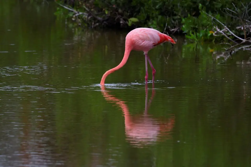 334EquadorNov2023-GalapagosIsabela-Flamingo.JPG