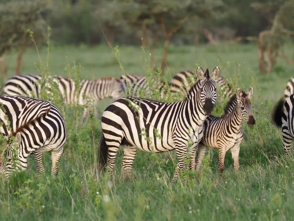 335TansaniaNov2020Serengeti-Zebra.JPG