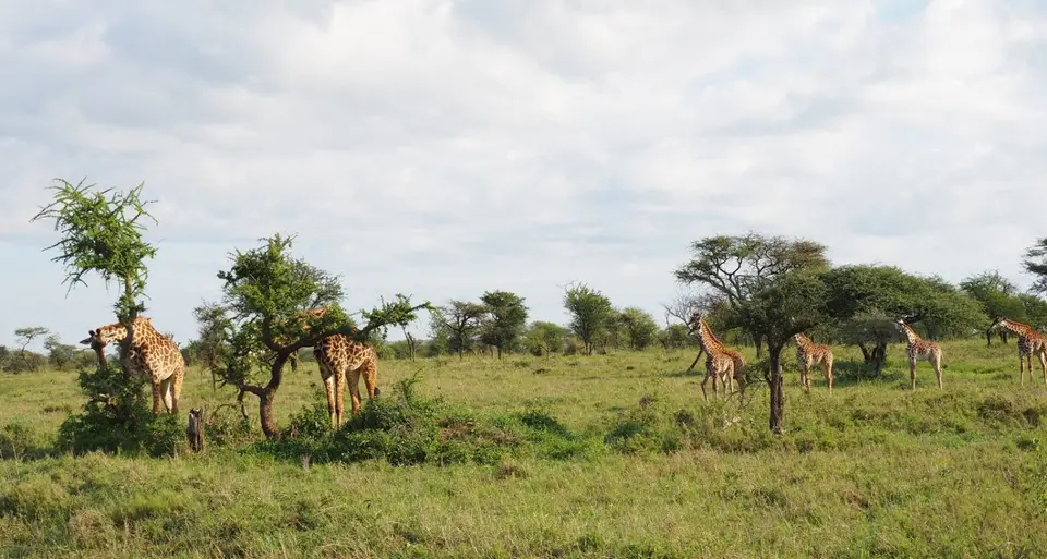 336TansaniaNov2020Serengeti-Giraffen.JPG