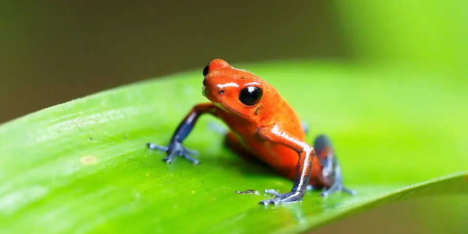 336cCostaRicaNov2021BocaTapadaLagunadelLargatoLodge-MakrosessionStrawberrypoisondartfrog.JPG