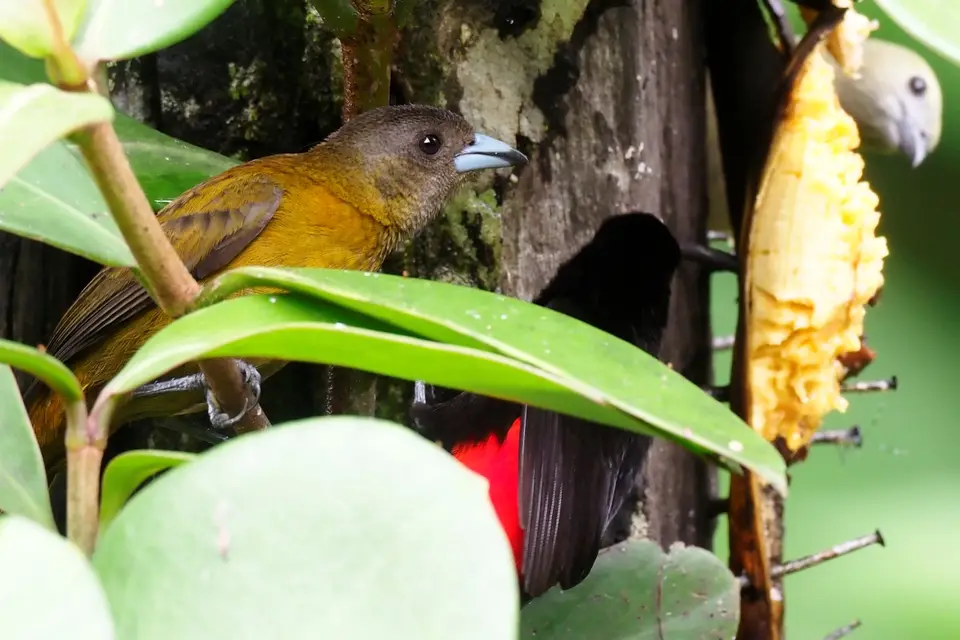 337CostaRicaNov2021amRastplatzaufdemWegzurückvomTortugueroNP-PasseriniTanagerPasserinitangare.JPG