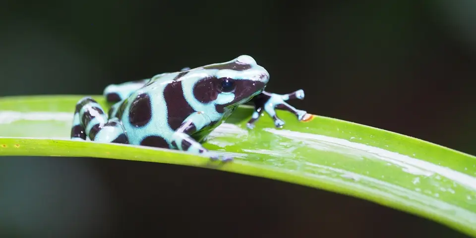 341CostaRicaNov2021BocaTapadaLagunadelLargatoLodge-Makrosessiongreen-and-blackpoisondartfrog.JPG