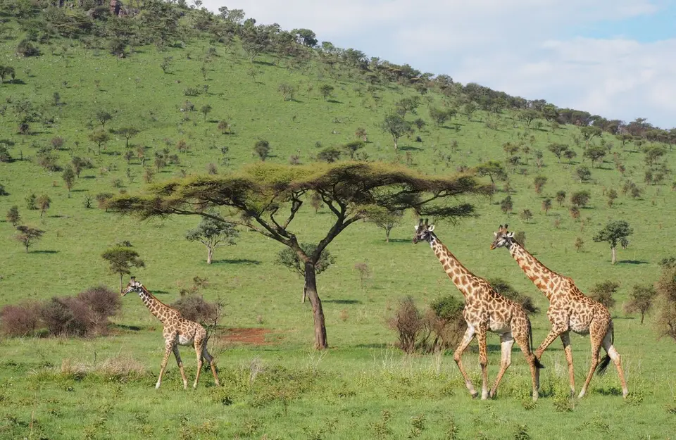 343TansaniaNov2020Serengeti-Giraffen.JPG