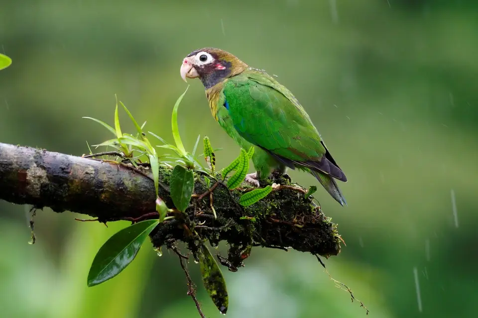 350CostaRicaNov2021BocaTapadaLagunadelLargatoLodge-MakrosessionBrown-hoodedParrot.JPG