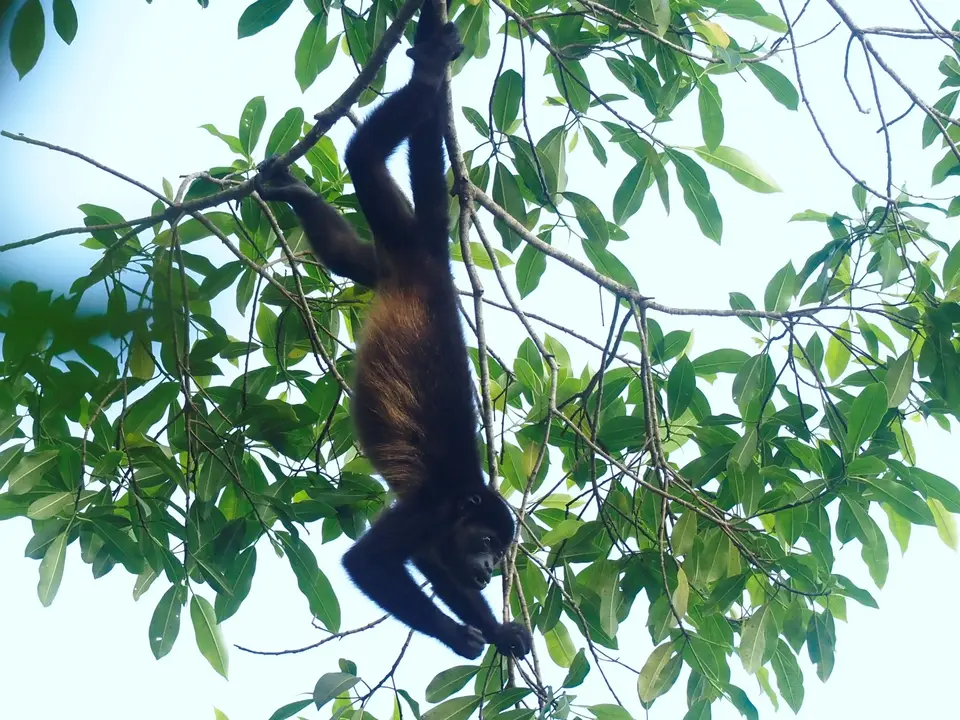 362CostaRicaDez2021CorcovadoNPLagunaVistaVillas-ManteledHowlerMonkeyMantelbrüllaffe.JPG