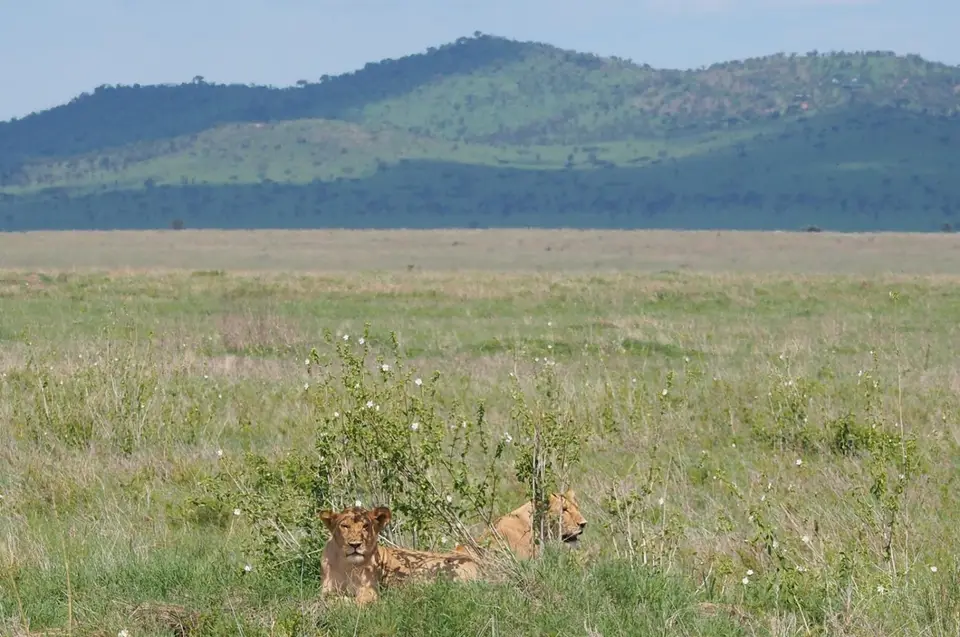 370aTansaniaNov2020Serengeti-Löwen.JPG