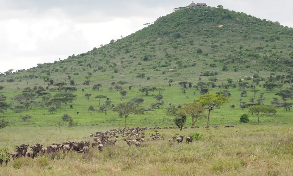 371TansaniaNov2020Serengeti-Gnu.JPG