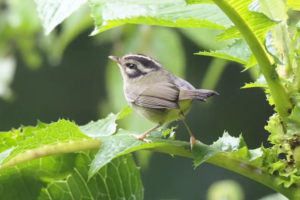 37CostaRicaDez2021Monteverde-evtlCostaRicanWarbler.JPG